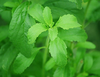 stevia biologique